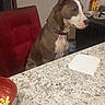 dog, pit_bull, pet, animal, sitting, portrait, indoor, kitchen, dining_table, chair, red_chair, countertop, plate, food, collar, brown_fur, white_markings, floppy_ears, alert, home