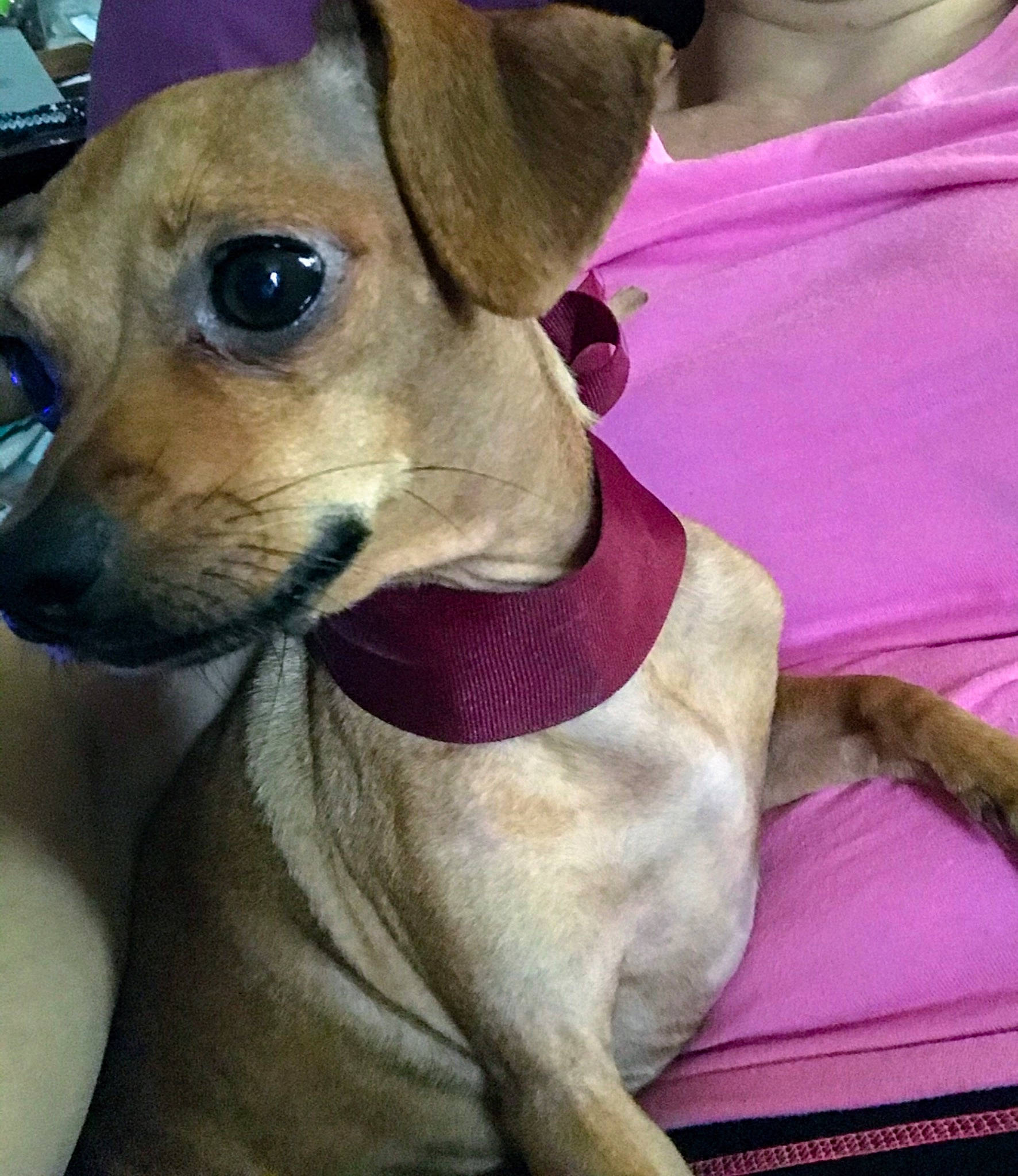 Best F. Friend joined the competition — help win amazing prizes! canidae, carnivore, collar, companion_dog, dog, dog_breed, dog_collar, dog_supply, ear, eyewear, fawn, fur, magenta, pet_supply, smile, snout, sunglasses, toy_dog, whiskers, working_animal