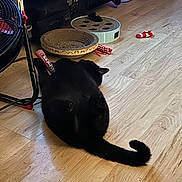 Gibby is registered to the contest to win money with this photo: cat, black_cat, indoor, hardwood_floor, toys, scratching_post, cat_toy, fan, curled_tail, lying_down, pet, paw, bookshelf, living_room, relaxed, round_scratcher, chew_toy, shelf, wooden_floor, playful