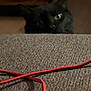 cat, black_cat, pet, eyes, peek, couch, sofa, upholstery, fabric, red_cable, cable, cord, indoor, home, furniture, low_light, blurred_background, closeup, whiskers, curious