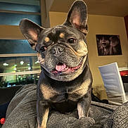 Tank is registered to the contest to win money with this photo: dog, french_bulldog, pet, smiling, tongue_out, indoor, blanket, couch, furniture, window, living_room, cozy, warm_lighting, close_up, animal, happy, ears_up, portrait, domestic, cute