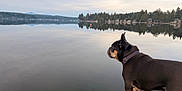 Tank is registered to the contest to win money with this photo: dog, dock, lake, water, forest, trees, mountains, reflection, outdoor, nature, calm, sky, cloudy, animal, pet, collar, standing, quiet, scenic, landscape