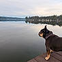 dog, dock, lake, water, forest, trees, mountains, reflection, outdoor, nature, calm, sky, cloudy, animal, pet, collar, standing, quiet, scenic, landscape