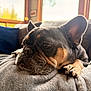 Tank joined the competition — help win amazing prizes! dog, french_bulldog, pet, close_up, resting, blanket, indoor, cozy, brown, black, wrinkles, paw, couch, window, natural_light, soft_focus, relaxed, ears, fur, animal