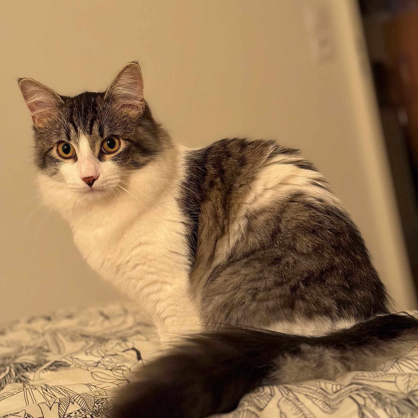 Zao participe au concours pour gagner de l'argent avec cette photo : abyssinian, angora, animal, architecture, bed, bedroom, blanket, building, canine, cat, couch, dog, furniture, indoors, kitten, manx, pet, quilt, room, siamese