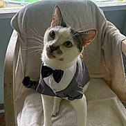 Ziggy joined the competition — help win amazing prizes! cat, tuxedo, bow_tie, chair, indoor, pet, animal, curious, white_fur, black_fur, whiskers, ears, face, paws, window, blanket, furniture, portrait, costume, cute
