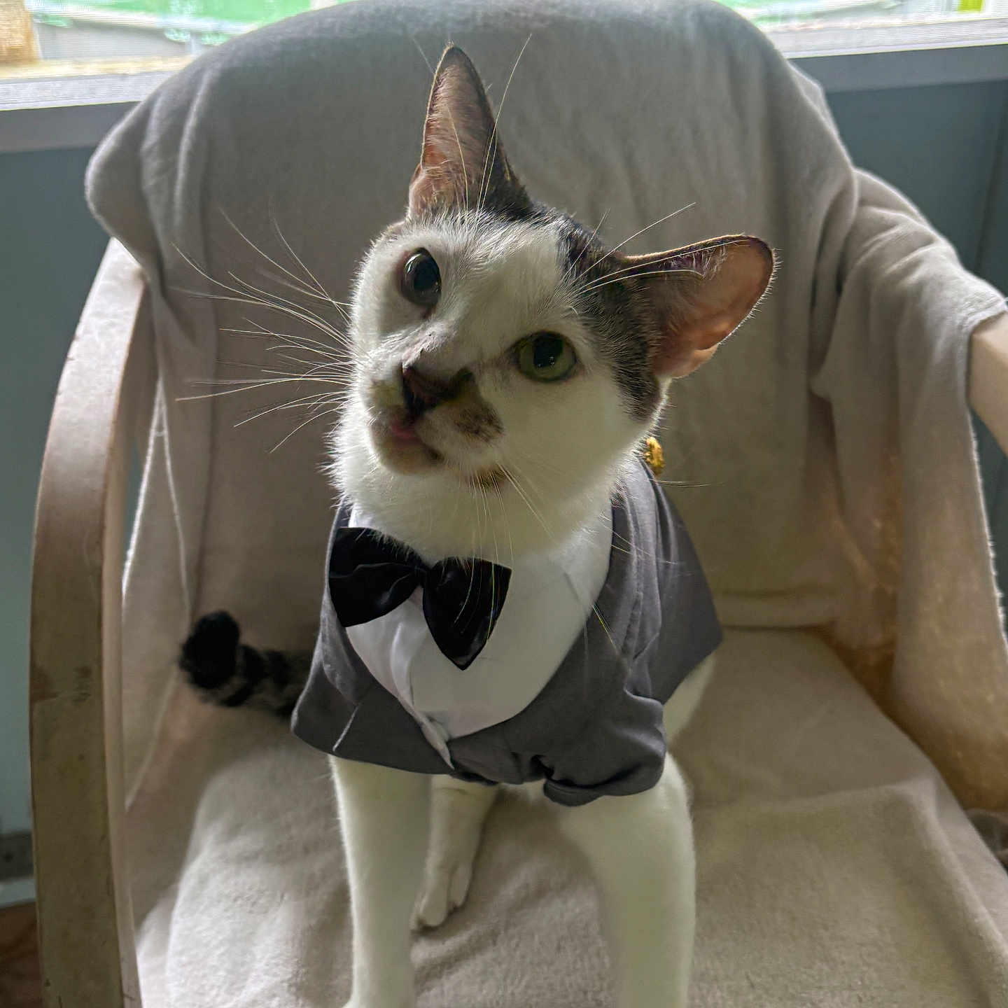 Ziggy joined the competition — help win amazing prizes! cat, tuxedo, bow_tie, chair, indoor, pet, animal, curious, white_fur, black_fur, whiskers, ears, face, paws, window, blanket, furniture, portrait, costume, cute