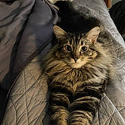 Marmalade is registered to the contest to win money with this photo: animal, bed, blanket, cat, companion, cozy, cute, dog, feline, fluffy_fur, fur, home, indoor, pet, quilt, resting, sleepy, soft_texture, stretching, tabby_cat