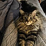 animal, bed, blanket, cat, companion, cozy, cute, dog, feline, fluffy_fur, fur, home, indoor, pet, quilt, resting, sleepy, soft_texture, stretching, tabby_cat