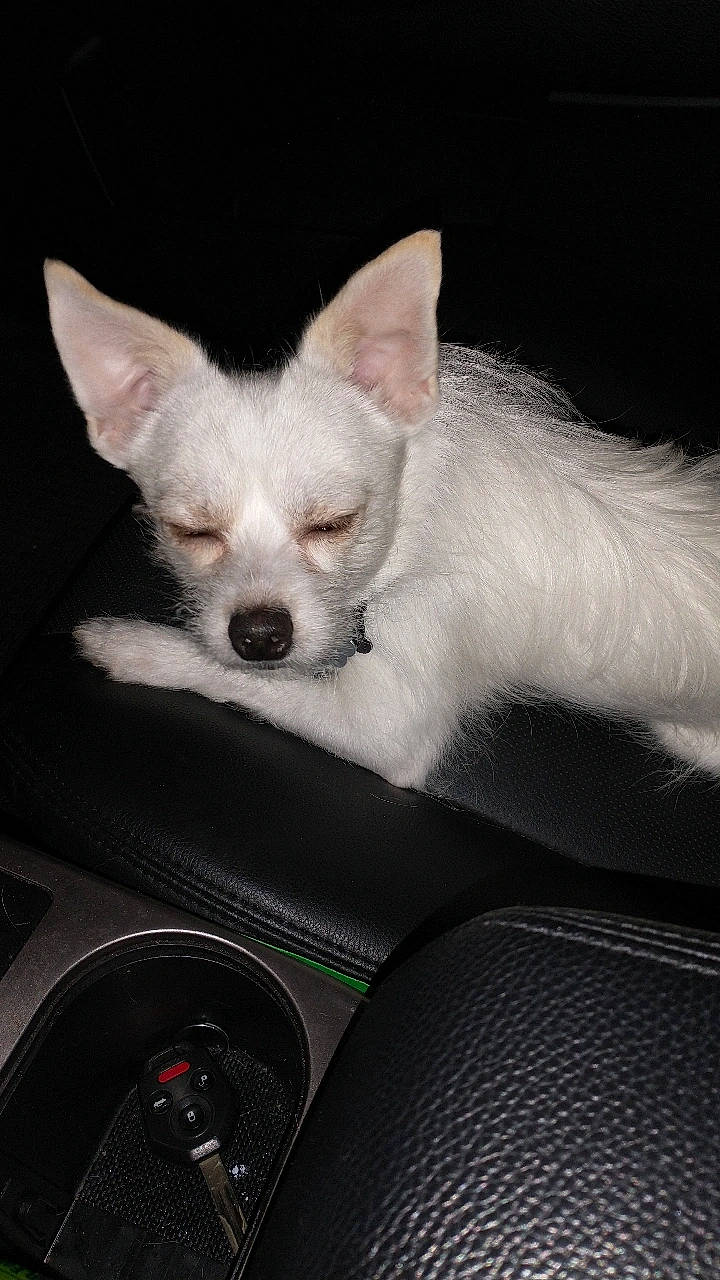 Snowball is registered to the contest to win money with this photo: auto_part, canidae, carnivore, chihuahua, compact_car, companion_dog, corgi_chihuahua, dog, dog_breed, family_car, fawn, fur, non_sporting_group, puppy, sporting_group, terrestrial_animal, toy_dog, whiskers