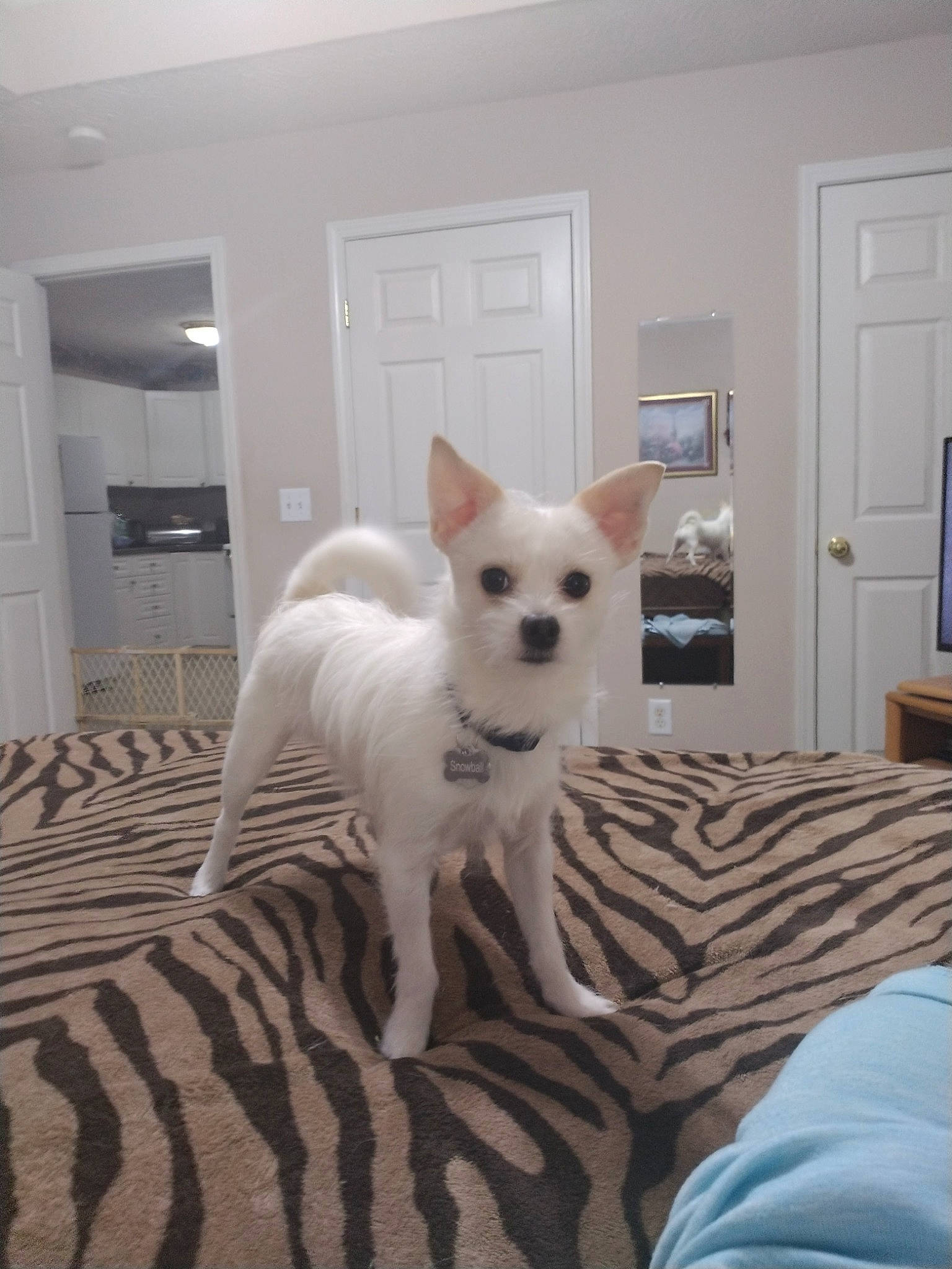 Snowball joined the competition — help win amazing prizes! canidae, carnivore, comfort, companion_dog, dog, dog_breed, door, fawn, flooring, fur, hardwood, home_appliance, room, snout, sporting_group, tail, television, toy_dog, wood, working_animal