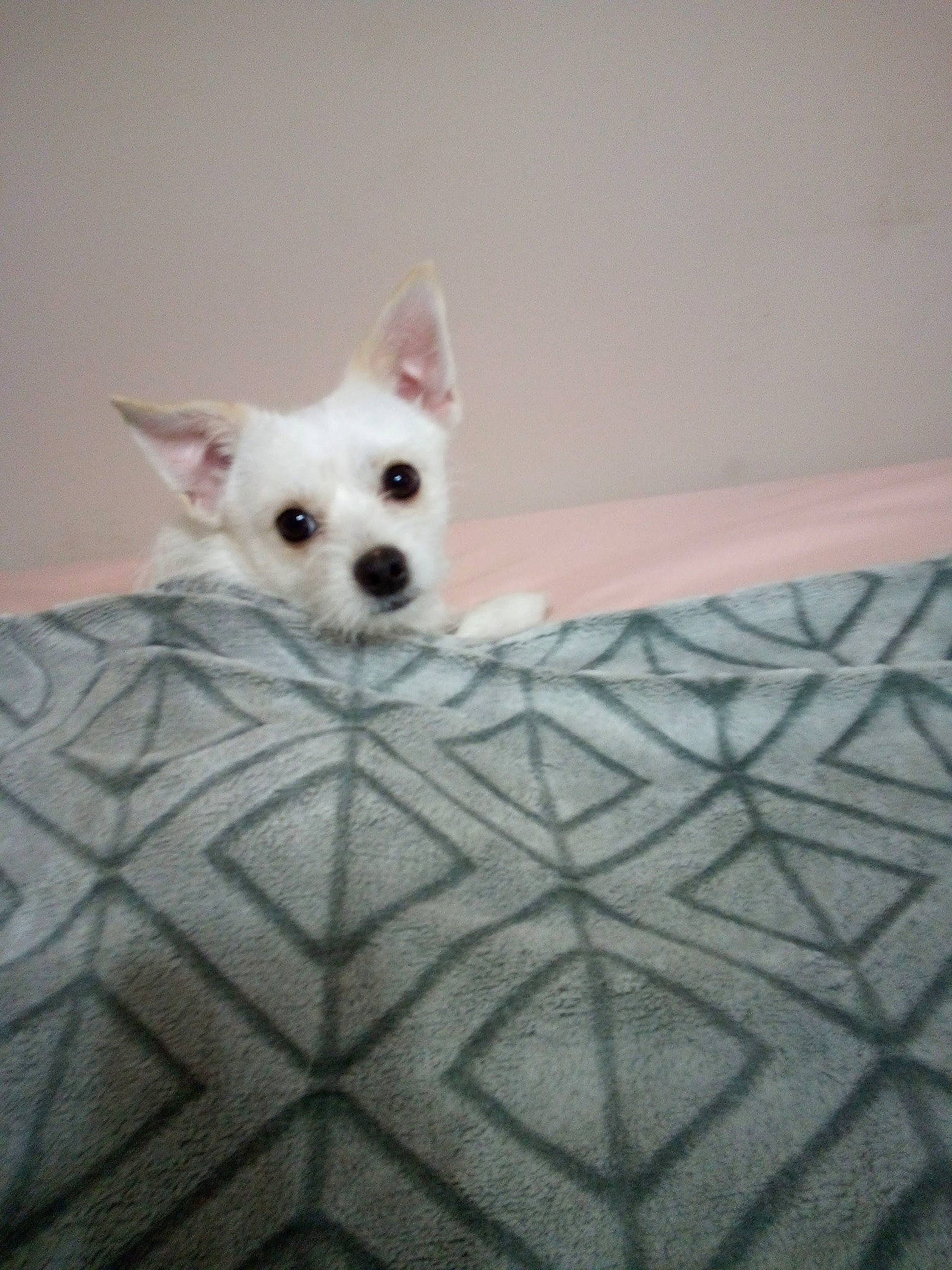 Snowball joined the competition — help win amazing prizes! canidae, carnivore, companion_dog, dog, dog_breed, dog_supply, fawn, flooring, fur, non_sporting_group, pattern, small_terrier, snout, sporting_group, tail, terrestrial_animal, toy_dog, whiskers, wood, working_animal