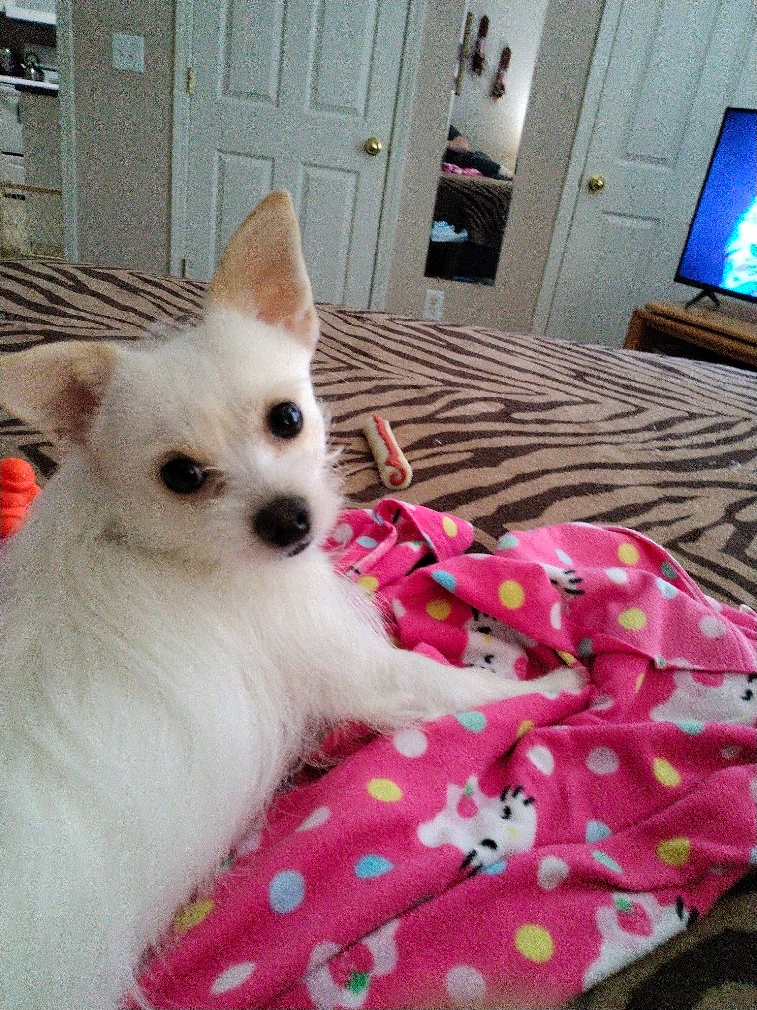 Snowball joined the competition — help win amazing prizes! cabinetry, carnivore, comfort, companion_dog, dog, dog_breed, dog_supply, door, fawn, flooring, fur, linens, pet_supply, picture_frame, snout, television, textile, toy_dog, whiskers, working_animal