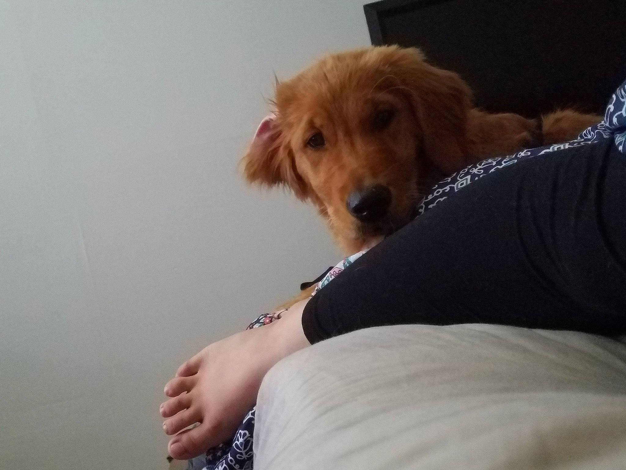 Indie joined the competition — help win amazing prizes! american_cocker_spaniel, canidae, carnivore, cavapoo, cockapoo, companion_dog, dog, dog_breed, golden_retriever, goldendoodle, mammal, puppy, puppy_love, retriever, snout, sporting_group, vertebrate