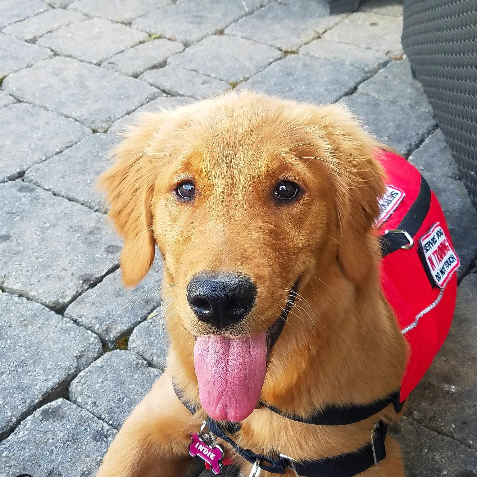 Indie joined the competition — help win amazing prizes! beagador, canidae, carnivore, companion_dog, dog, dog_breed, fawn, golden_retriever, mammal, retriever, snout, sporting_group, street_dog, vertebrate