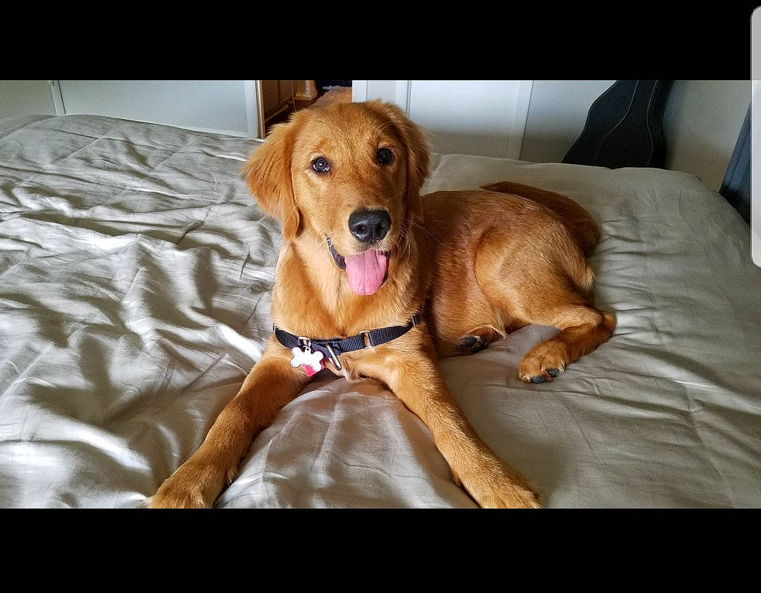 Indie joined the competition — help win amazing prizes! beagador, broholmer, canidae, carnivore, companion_dog, coonhound, dog, dog_breed, fawn, golden_retriever, labrador_retriever, mammal, redbone_coonhound, retriever, rhodesian_ridgeback, snout, sporting_group, vertebrate, vizsla