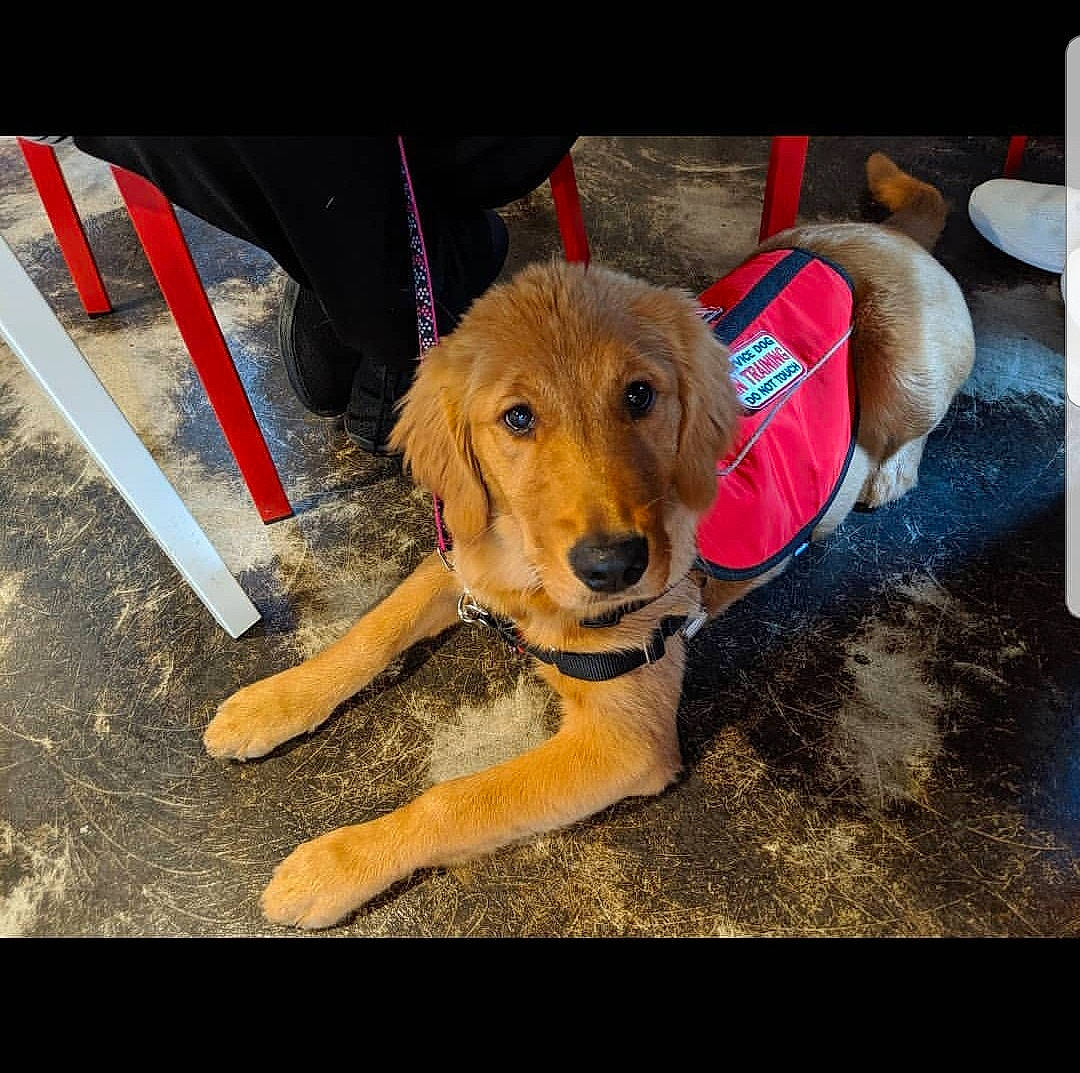 Indie is registered to the contest to win money with this photo: beagador, canidae, carnivore, companion_dog, dog, dog_breed, fawn, golden_retriever, labrador_retriever, mammal, puppy, retriever, sporting_group