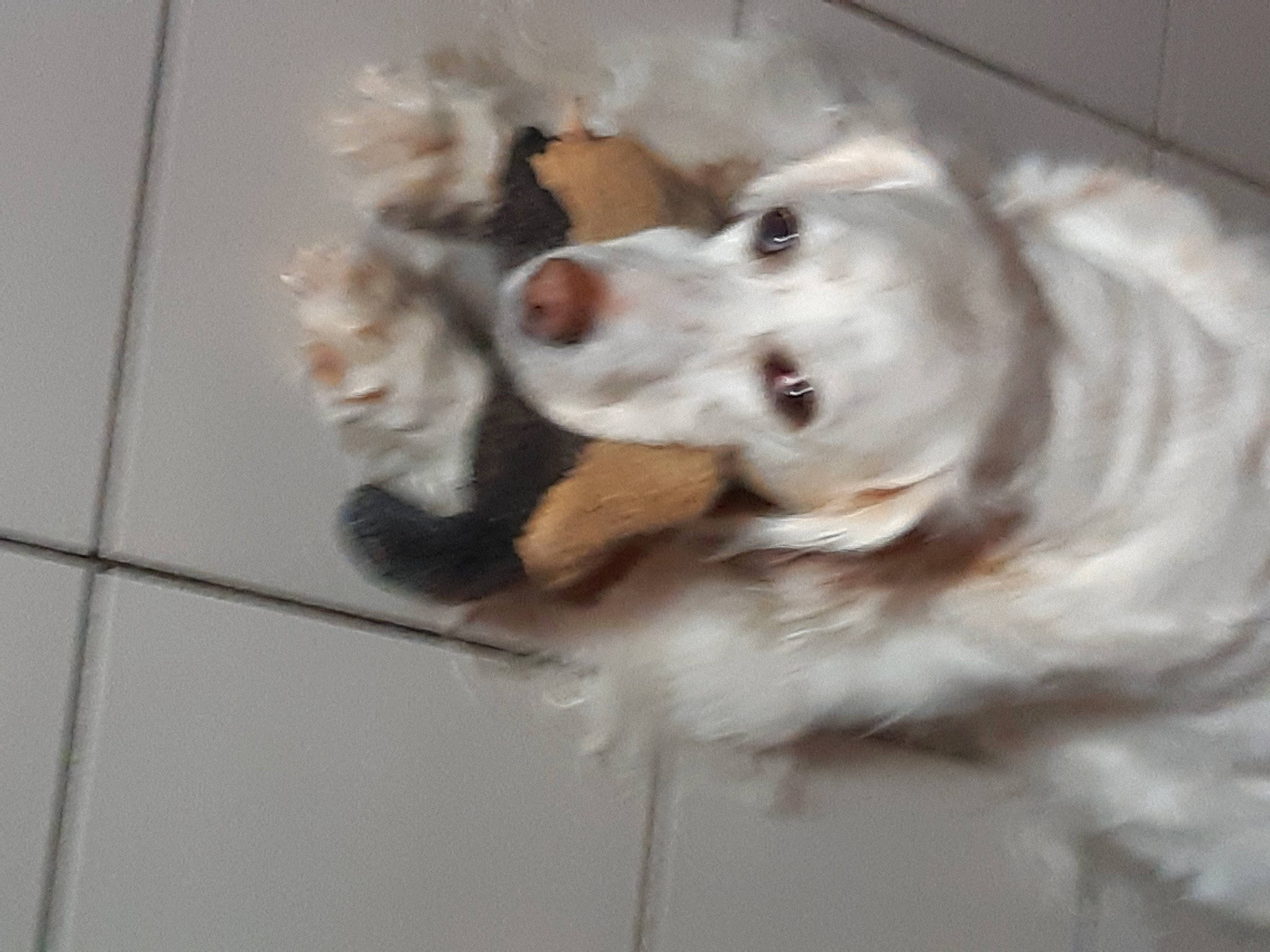 Chad a rejoint le concours — aidez-le/la à gagner de superbes lots ! canidae, carnivore, companion_dog, dog, dog_breed, dog_collar, fang, flooring, fur, jaw, kuvasz, livestock_guardian_dog, maremma_sheepdog, paw, snout, sporting_group, volpino_italiano, whiskers, working_animal, working_dog