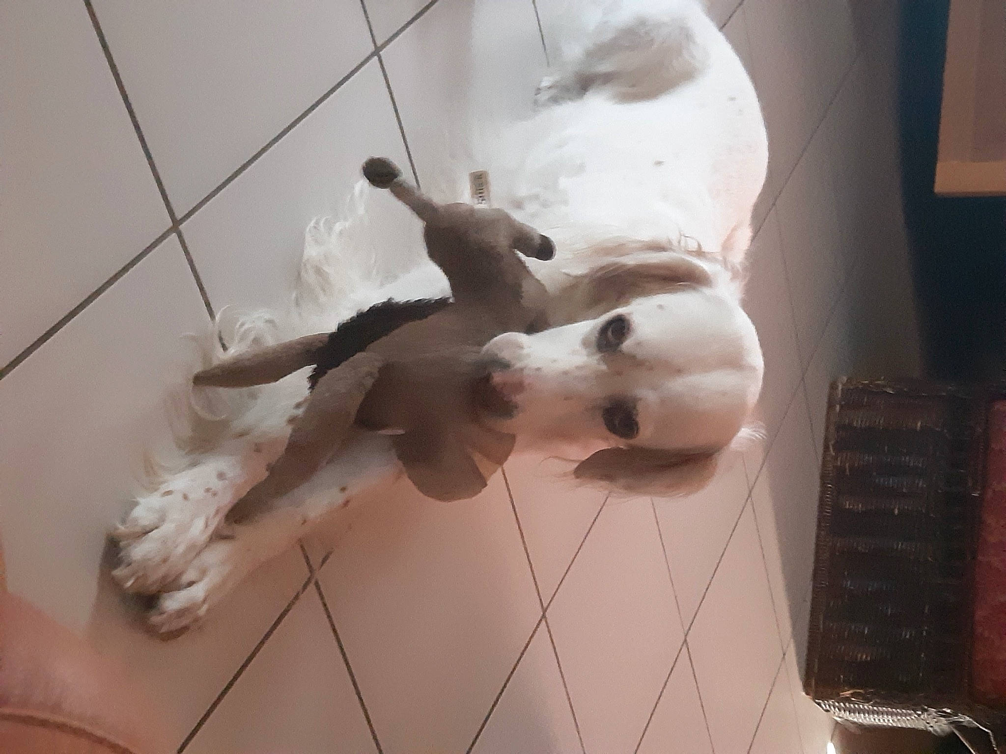 Chad participe au concours pour gagner de l'argent avec cette photo : art, carnivore, companion_dog, dog, dog_breed, felidae, floor, flooring, fur, hardwood, metal, room, sculpture, small_to_medium_sized_cats, tail, tile, visual_arts, whiskers, wood, working_animal