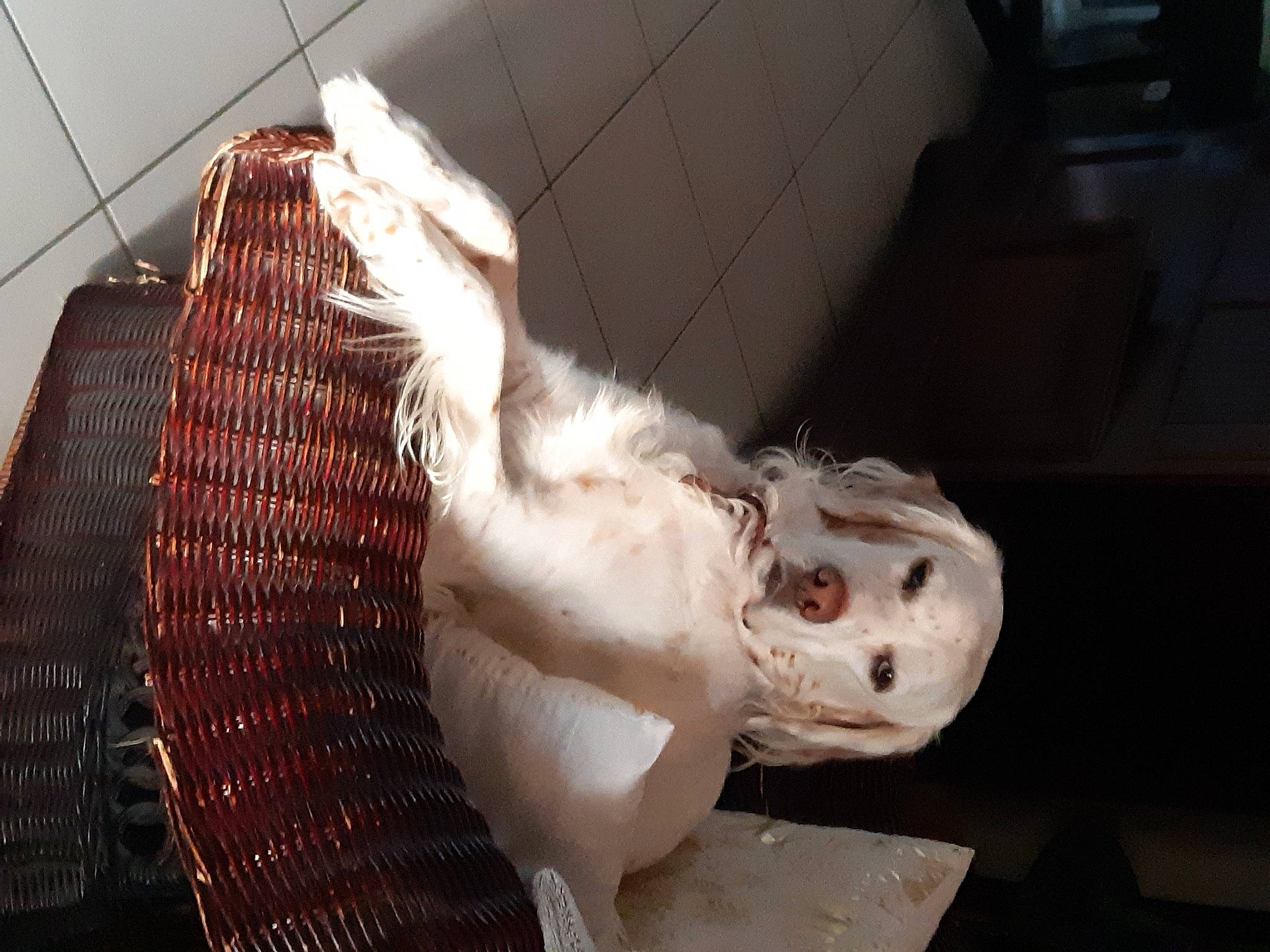 Chad participe au concours pour gagner de l'argent avec cette photo : art, cage, companion_dog, flesh, fur, jaw, sculpture, snout, tail