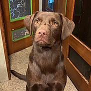 Brownie joined the competition — help win amazing prizes! dog, labrador, chocolate_labrador, pet, indoor, carpet, wooden_door, frosted_glass, animal, canine, sitting, brown_fur, ears, tail, eyes, nose, companion, domestic, portrait, waiting
