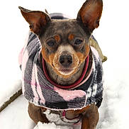 Sadie joined the competition — help win amazing prizes! dog, small_dog, snow, winter, coat, plaid, pet, animal, outdoor, cold, fur, ears, face, cute, walking, nature, canine, muzzle, frozen, playful