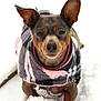 dog, small_dog, snow, winter, coat, plaid, pet, animal, outdoor, cold, fur, ears, face, cute, walking, nature, canine, muzzle, frozen, playful