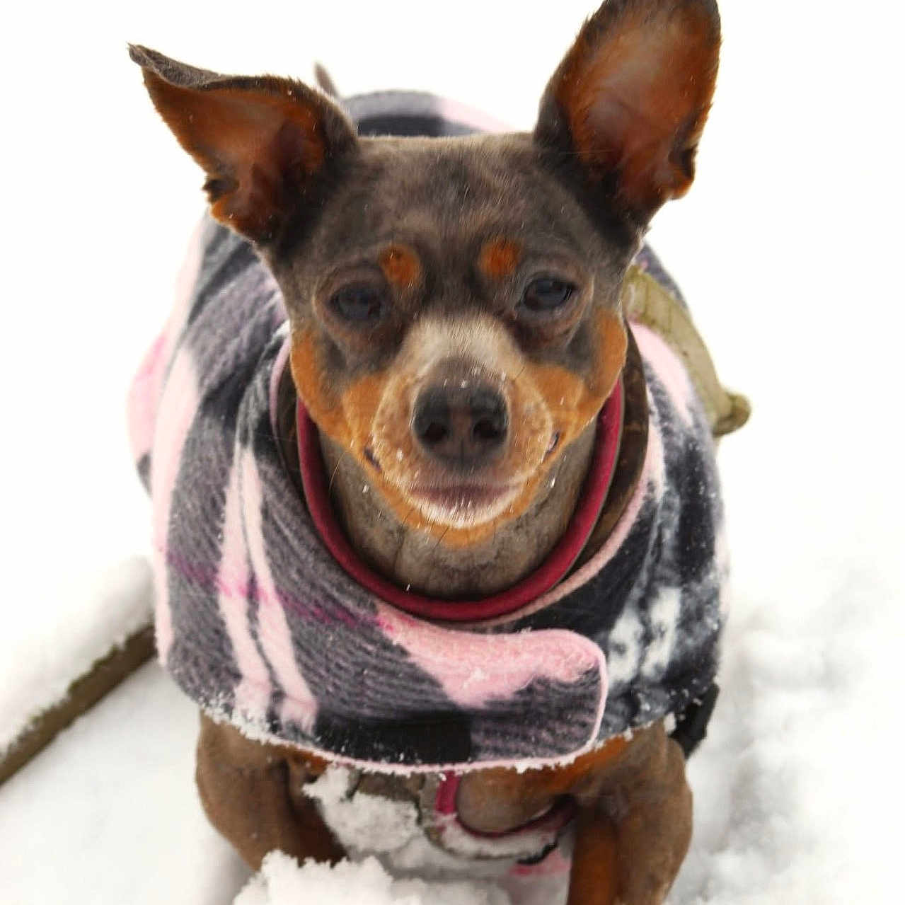 Sadie joined the competition — help win amazing prizes! animal, canine, coat, cold, cute, dog, ears, face, frozen, fur, muzzle, nature, outdoor, pet, plaid, playful, small_dog, snow, walking, winter