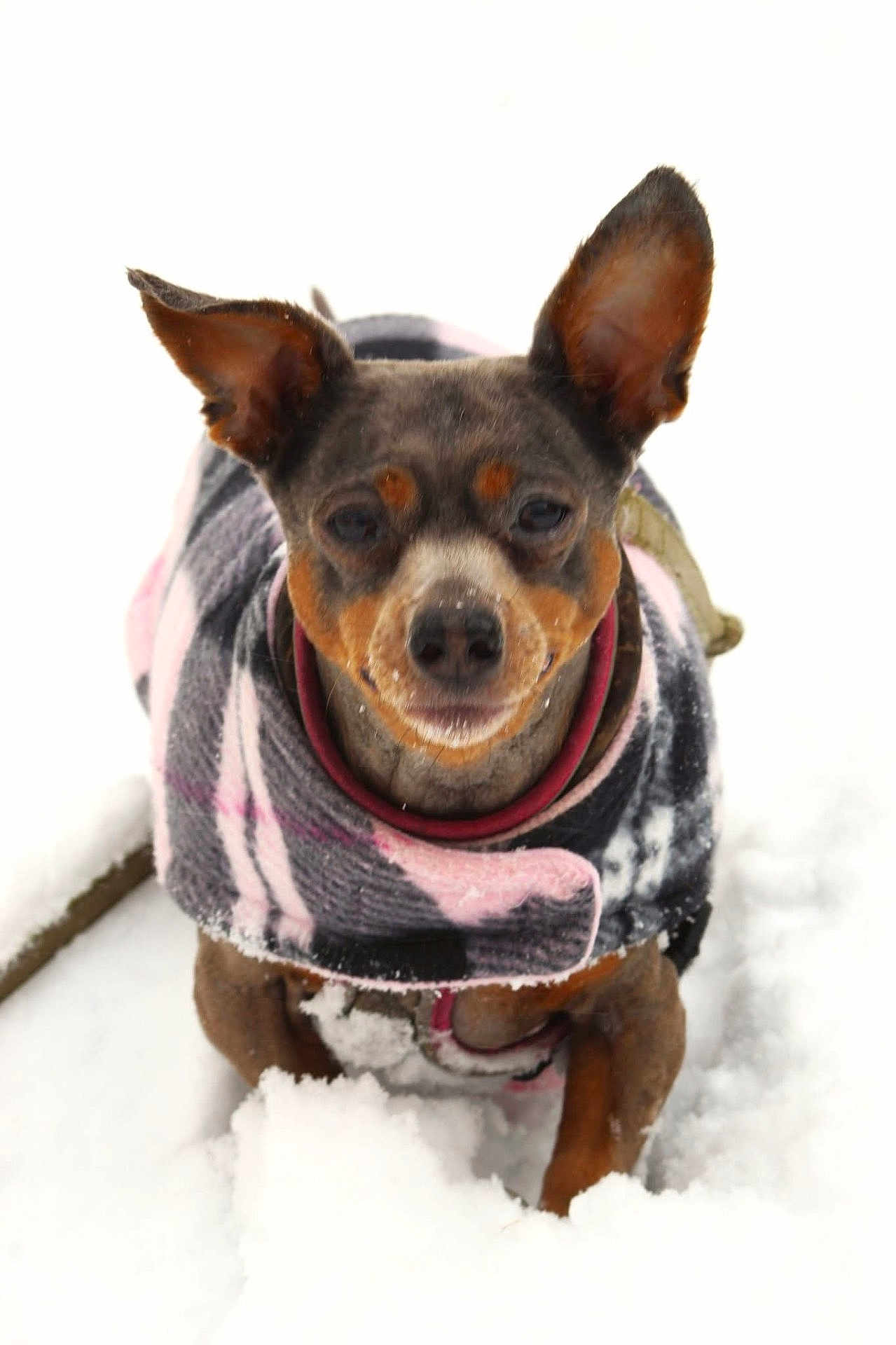 Sadie joined the competition — help win amazing prizes! dog, small_dog, snow, winter, coat, plaid, pet, animal, outdoor, cold, fur, ears, face, cute, walking, nature, canine, muzzle, frozen, playful