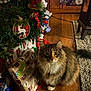 cat, christmas_tree, present, gift_wrap, floor, wood_floor, carpet, furniture, decorations, holiday, indoor, pet, animal, curious, fluffy, multi_color, cozy, warm_lighting, christmas_decor, household