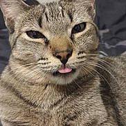 Serenity is registered to the contest to win money with this photo: cat, tabby, tongue_out, close_up, pet, feline, whiskers, ears, fur, cute, relaxed, indoor, bed, blanket, animal, portrait, looking_at_camera, soft, striped, domestic_cat