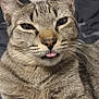 cat, tabby, tongue_out, close_up, pet, feline, whiskers, ears, fur, cute, relaxed, indoor, bed, blanket, animal, portrait, looking_at_camera, soft, striped, domestic_cat