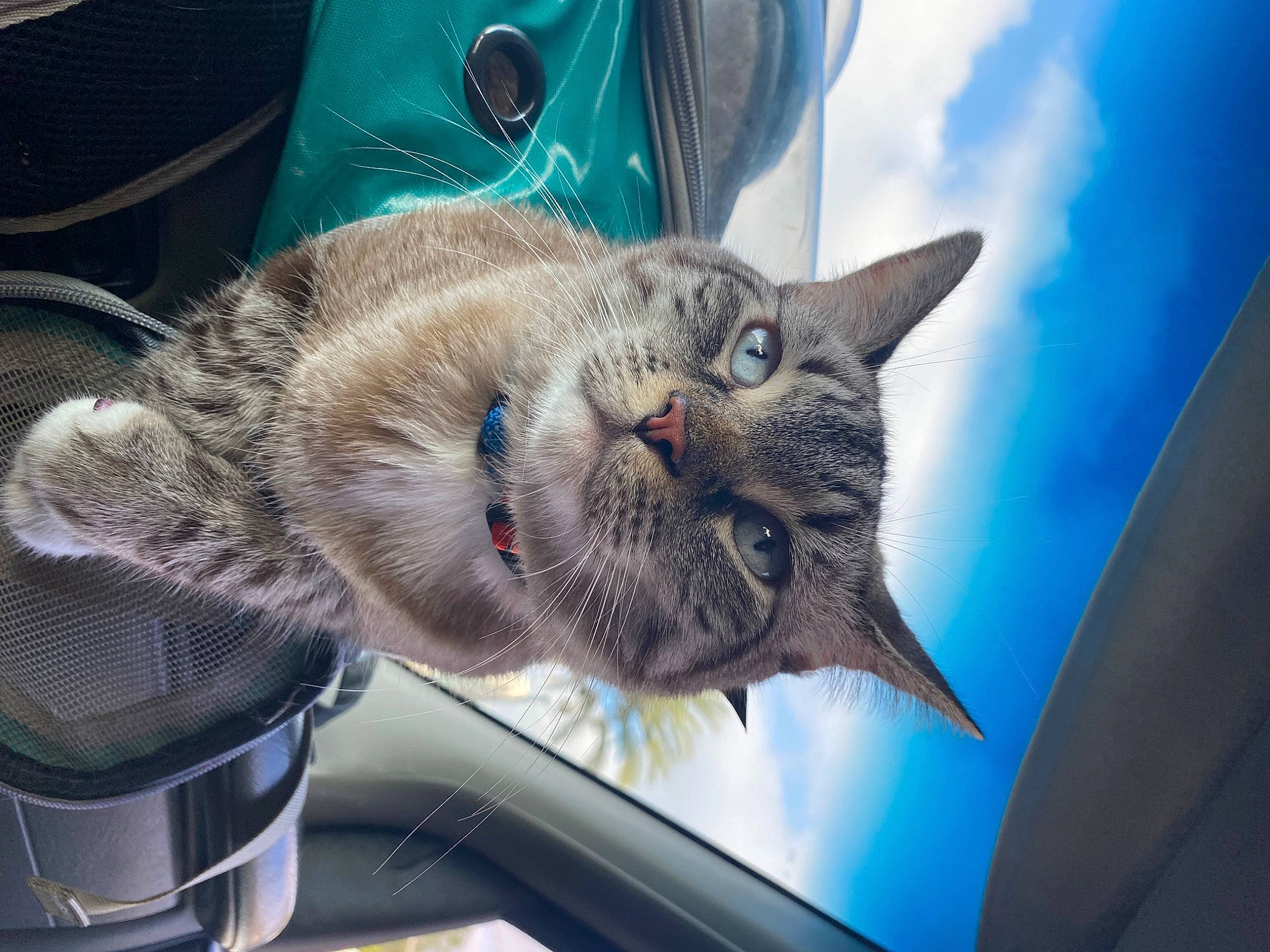 Baby Kitty joined the competition — help win amazing prizes! auto_part, blue, carnivore, cat, claw, cloud, comfort, domestic_short_haired_cat, electric_blue, felidae, fur, paw, sky, small_to_medium_sized_cats, snout, vehicle, vehicle_door, whiskers, window, windshield