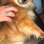 Grizzly joined the competition — help win amazing prizes! dog, pet, fluffy, tan, hand, tattoo, lap, indoor, cozy, fur, comfort, animal, closeup, relaxed, person, clothing, seat, casual, home, portrait