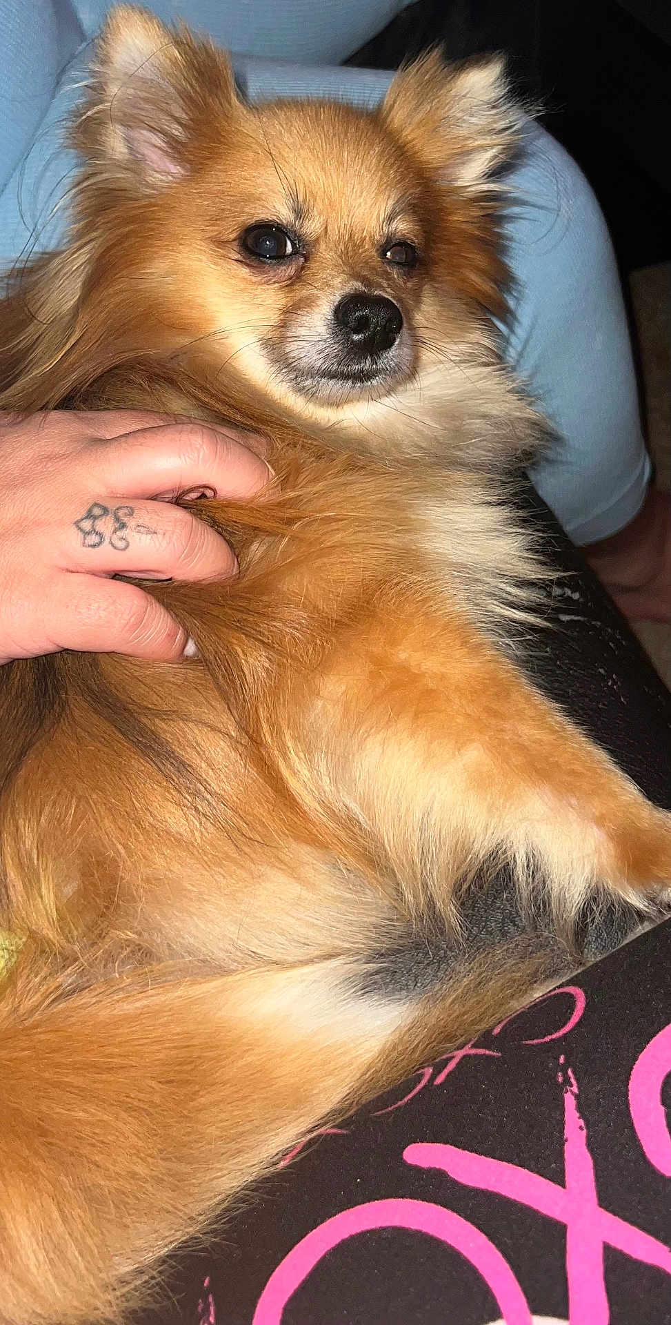 Grizzly joined the competition — help win amazing prizes! dog, pet, fluffy, tan, hand, tattoo, lap, indoor, cozy, fur, comfort, animal, closeup, relaxed, person, clothing, seat, casual, home, portrait