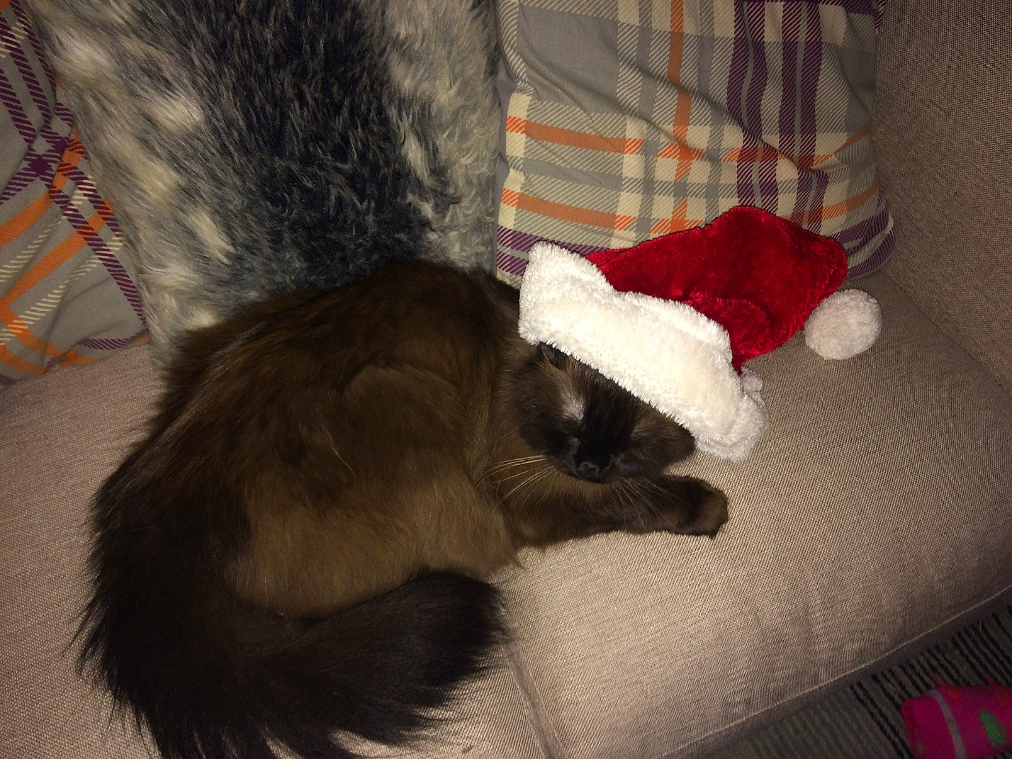 Boots is registered to the contest to win money with this photo: canidae, carmine, carnivore, cat, claw, comfort, companion_dog, dog_breed, domestic_short_haired_cat, felidae, flooring, fur, lap, paw, room, small_to_medium_sized_cats, sporting_group, tail, tartan, whiskers