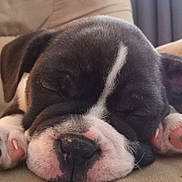 Porter is registered to the contest to win money with this photo: adorable, black_fur, close_up, couch, cute, dog, face, fur, indoor, nose, paws, pet, puppy, relaxed, sleeping, snout, sofa, white_stripe, wrinkles, young