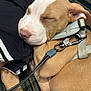 puppy, dog, sleeping, leash, harness, closeup, nap, brown, white, fur, pet, resting, indoor, person, clothing, black_shorts, carpet, cute, peaceful, animal