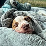 puppy, dog, sleeping, blanket, plush_toy, car_interior, window, fence, grass, sky, outdoor, cute, cozy, fur_texture, relaxation, animal, resting, soft, peaceful, companion
