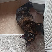 Lina participe au concours pour gagner de l'argent avec cette photo : cat, tortoiseshell_cat, pet, indoor, rug, floor, wood_floor, radiator, laundry_basket, furniture, cozy, curious, relaxed, animal, domestic, home, resting, looking, mammal, whiskers