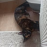 cat, tortoiseshell_cat, pet, indoor, rug, floor, wood_floor, radiator, laundry_basket, furniture, cozy, curious, relaxed, animal, domestic, home, resting, looking, mammal, whiskers