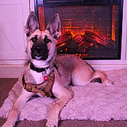 Karma Hellock joined the competition — help win amazing prizes! animal, canine, carpet, collar, comfort, cozy, dog, ears, fireplace, fur, harness, home, indoor, living_room, mammal, pet, relaxing, resting, rug, warm