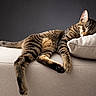 Bandit participe au concours pour gagner de l'argent avec cette photo : cat, tabby_cat, sleeping, couch, pillow, indoor, pet, relaxation, fur, striped, rest, animal, cozy, feline, whiskers, soft, comfort, domestic, quiet, peaceful