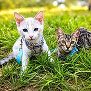 Bandit participe au concours pour gagner de l'argent avec cette photo : cat, kitten, white_cat, tabby_cat, blue_eyes, amber_eyes, grass, outdoor, pet, leash, harness, nature, animal, cute, young, playful, feline, closeup, greenery, daylight