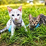 cat, kitten, white_cat, tabby_cat, blue_eyes, amber_eyes, grass, outdoor, pet, leash, harness, nature, animal, cute, young, playful, feline, closeup, greenery, daylight