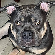 Umaga joined the competition — help win amazing prizes! dog, pet, close_up, indoor, floor, ears, face, flash, muscular, brown, black, canine, animal, sitting, looking, eyes, nose, paws, alert, portrait