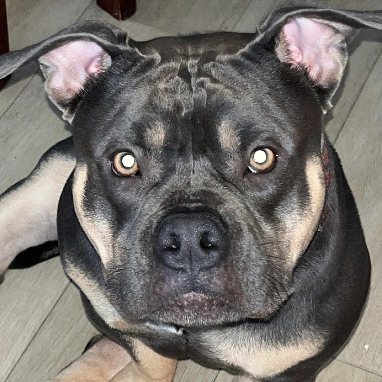 Umaga joined the competition — help win amazing prizes! alert, animal, black, brown, canine, close_up, dog, ears, eyes, face, flash, floor, indoor, looking, muscular, nose, paws, pet, portrait, sitting