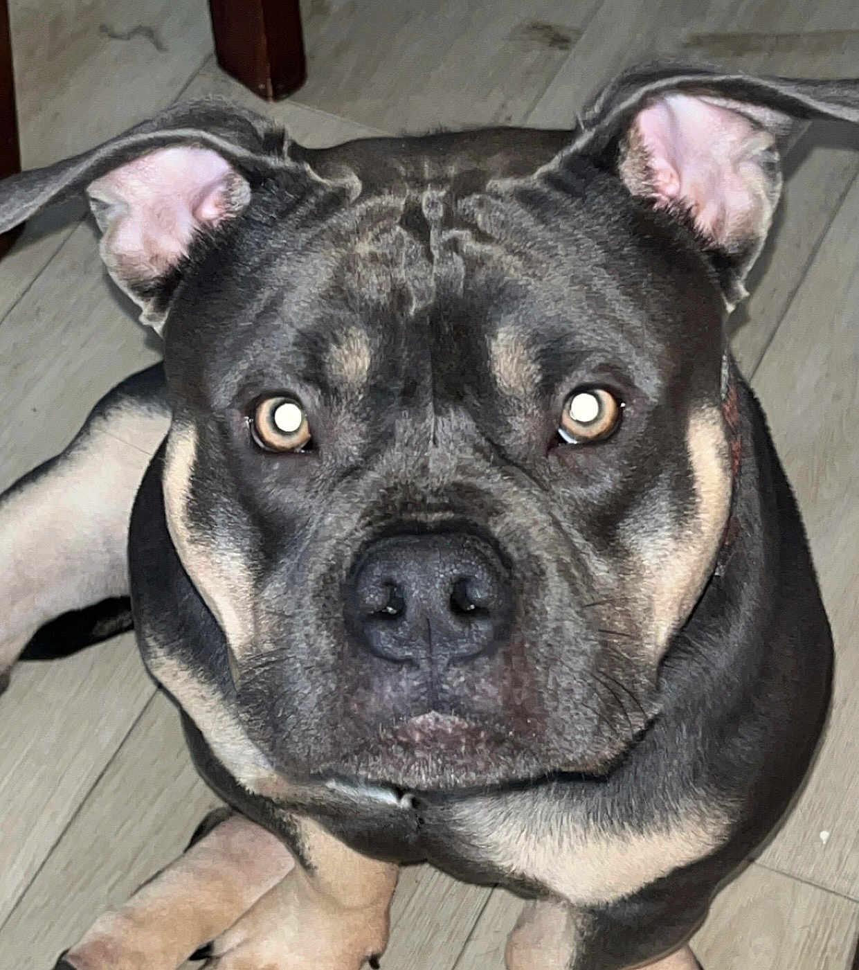 Umaga joined the competition — help win amazing prizes! dog, pet, close_up, indoor, floor, ears, face, flash, muscular, brown, black, canine, animal, sitting, looking, eyes, nose, paws, alert, portrait