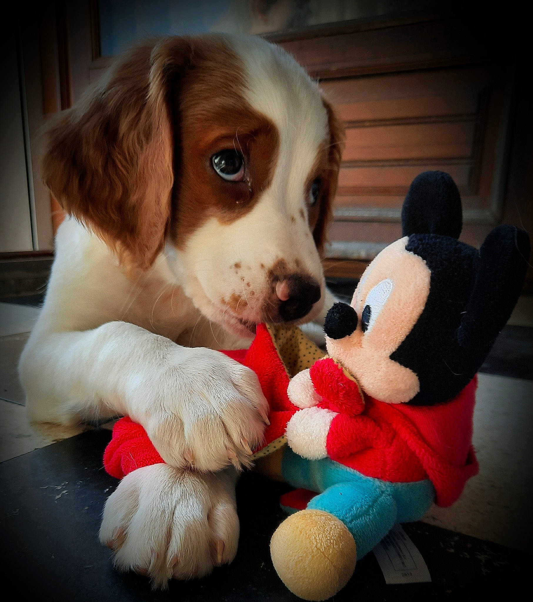Scott a rejoint le concours — aidez-le/la à gagner de superbes lots ! canidae, carnivore, cavalier_king_charles_spaniel, comfort, companion_dog, dog, dog_breed, dog_supply, fur, hound, liver, paw, plush, snout, spaniel, sporting_group, stuffed_toy, toy, toy_dog, working_animal