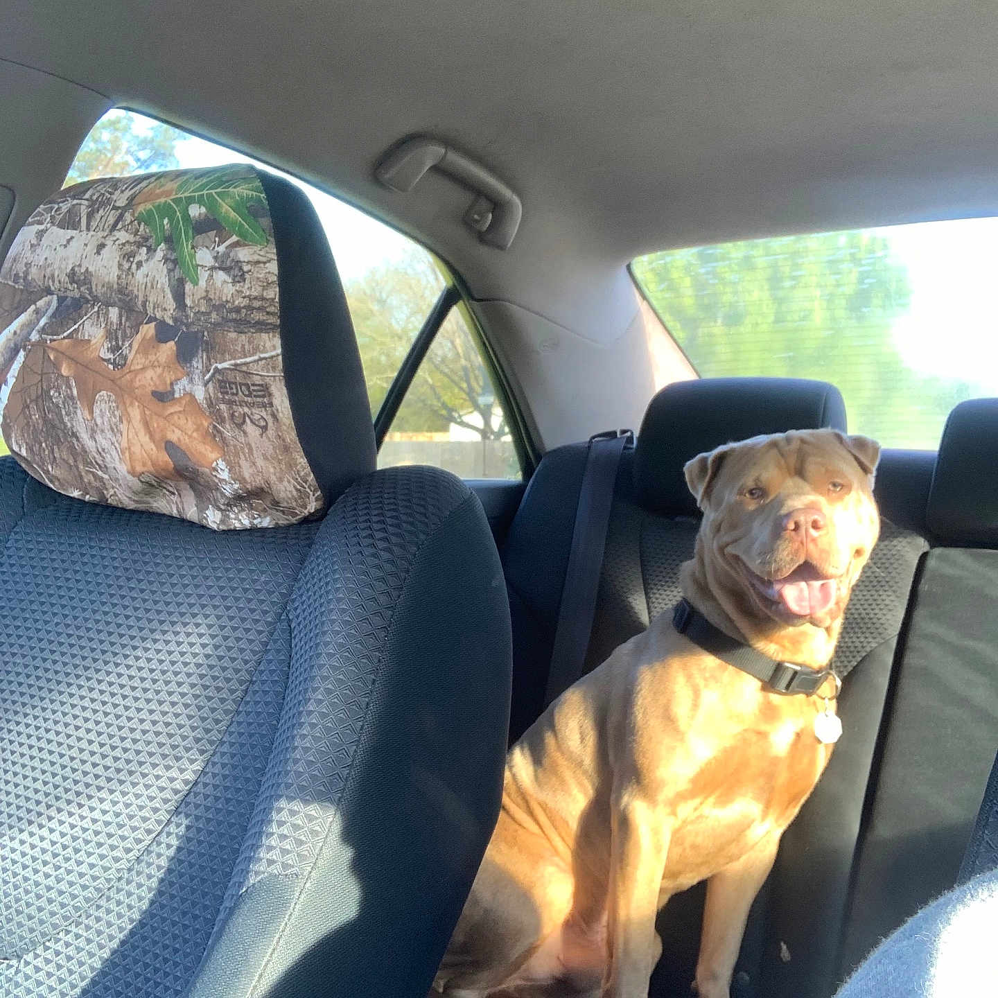 Zorreaux joined the competition — help win amazing prizes! accessories, animal, canine, car, car_interior, carseat, cushion, dog, face, head, homedecor, hound, jewelry, person, pet, photography, portrait, puppy, transportation, vehicle